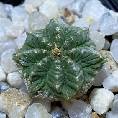 SH35329 Aztekium ritteri VM 619, seedling