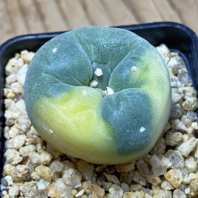 SH35330 Anhalonium frichii ‘Yatagai’ f. variegata