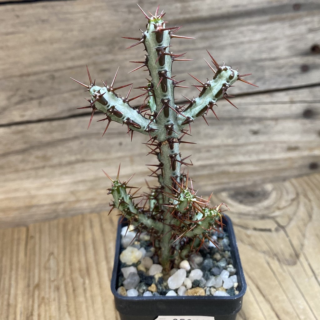 SH35240 Euphorbia aeruginosa - Image 2