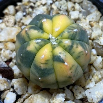 SH35331 Astrophytum asterias ‘Red Purple Skin’ f. variegata