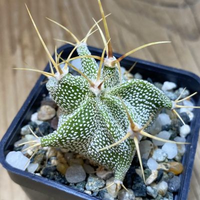 SH35332 Astrophytum ornatum -Rio Bagres-
