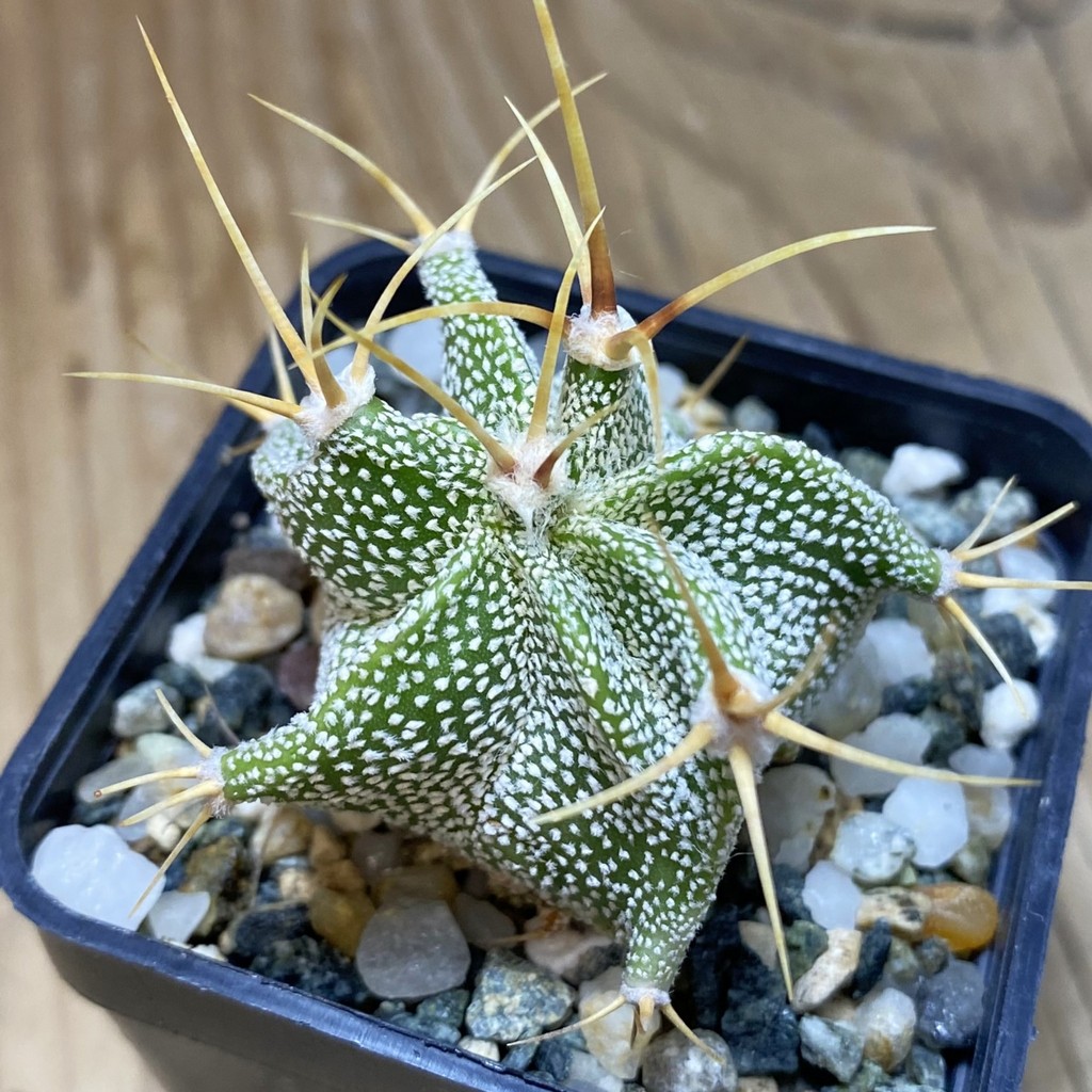 SH35332 Astrophytum ornatum -Rio Bagres-