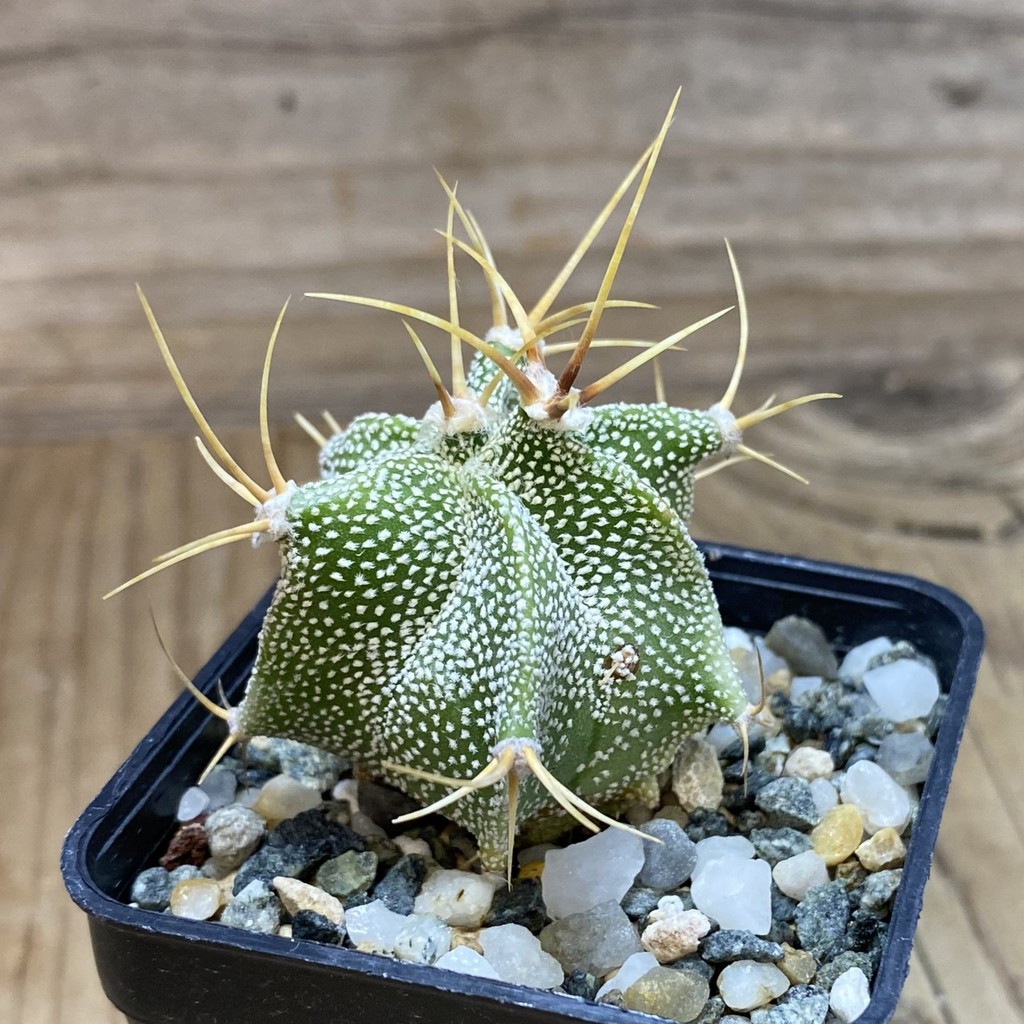 SH35332 Astrophytum ornatum -Rio Bagres- - Image 2