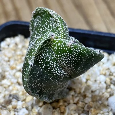 SH35333 Astrophytum myriostigma v. tricostatum