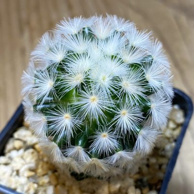 SH35334 Mammillaria carmenae hybrid