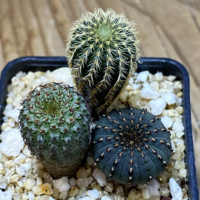 SH35335 Frailea mix