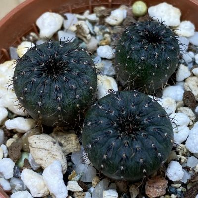 SH35336 Frailea castanea, 3 plants, seedling