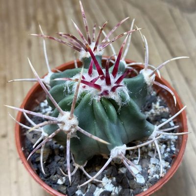 SH35337 Echinocactus parryi