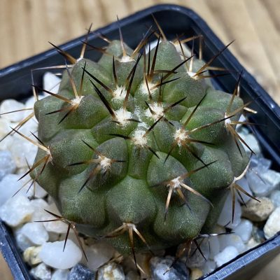 SH35338 Copiapoa cinerea f. solitaria PHA 2946, seedling