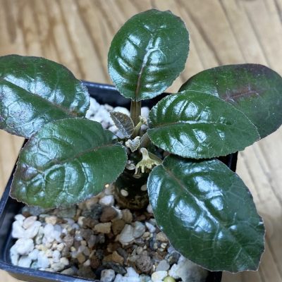 SH35241 Dorstenia foetida