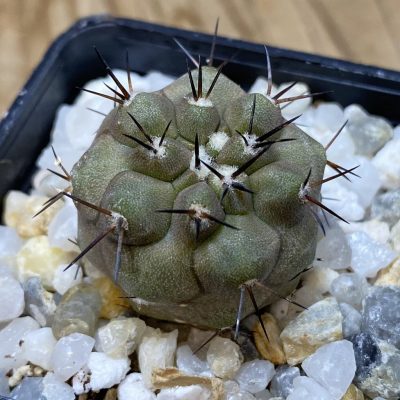 SH35339 Copiapoa cinerea PHA 2945
