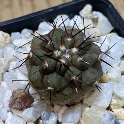 SH35340 Copiapoa cinerea f. solitaria PHA 3026, seedling