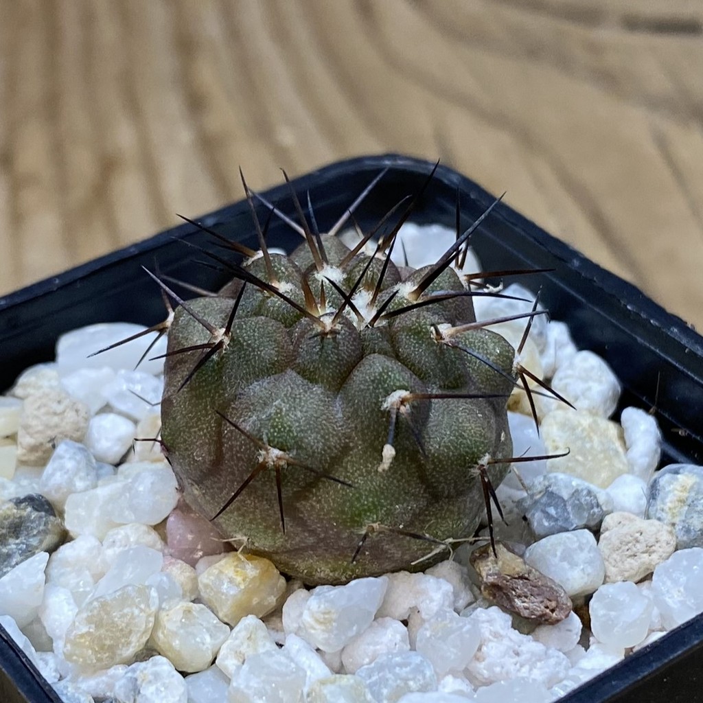 SH35340 Copiapoa cinerea f. solitaria PHA 3026, seedling - Image 2