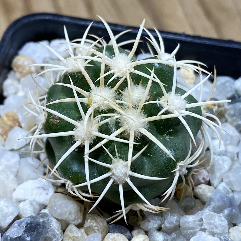 SH35341 Discocactus zehntneri ssp. alagoinhensis, own roots