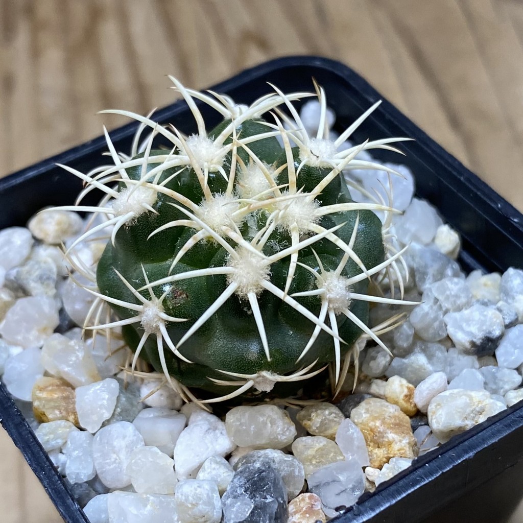 SH35341 Discocactus zehntneri ssp. alagoinhensis, own roots - Image 2