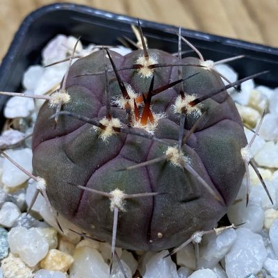 SH35342 Gymnocalycium ferrarii