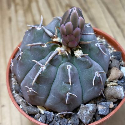 SH35343 Gymnocalycium vatteri v. unguispinum, selection