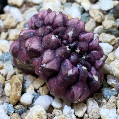 SH35344 Gymnocalycium mihanovichii ‘Day Dream’ f. cristata