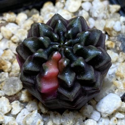 SH35345 Gymnocalycium mihanovichii ‘inermis’ f. variegata