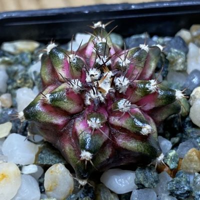 SH35346 Gymnocalycium mihanovichii ‘T-Lux’