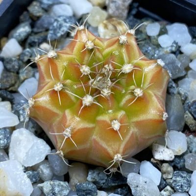 SH35347 Gymnocalycium mihanovichii ‘Neon’ hybrid