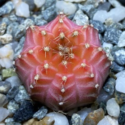 SH35348 Gymnocalycium mihanovichii ‘Neon’ hybrid
