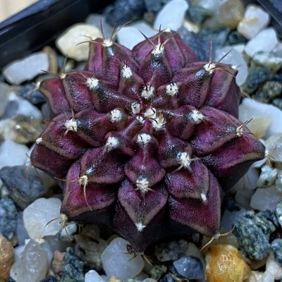 SH35349 Gymnocalycium mihanovichii ‘T-Rex’
