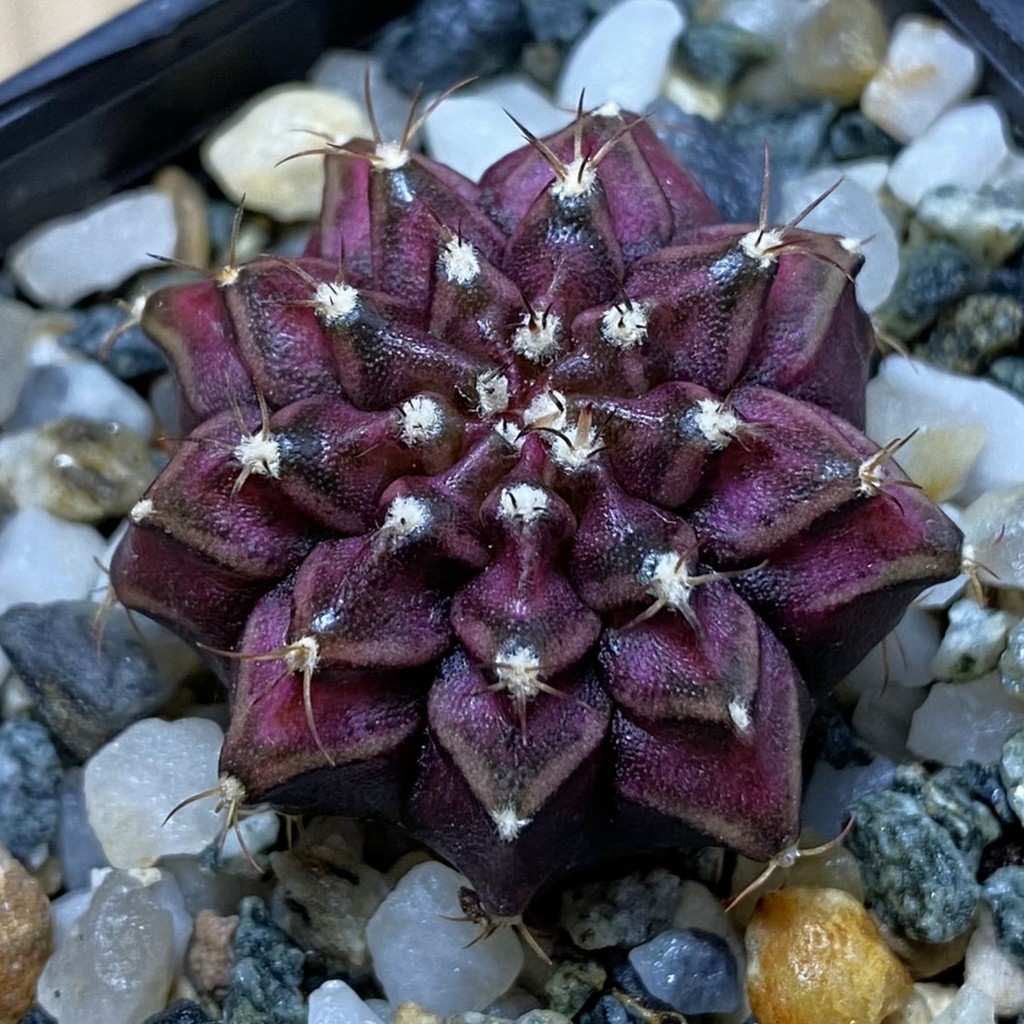 SH35349 Gymnocalycium mihanovichii ‘T-Rex’