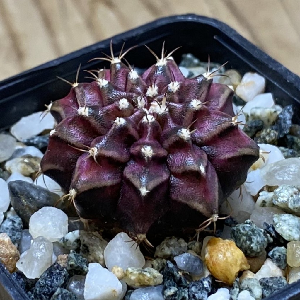 SH35349 Gymnocalycium mihanovichii ‘T-Rex’ - Image 2