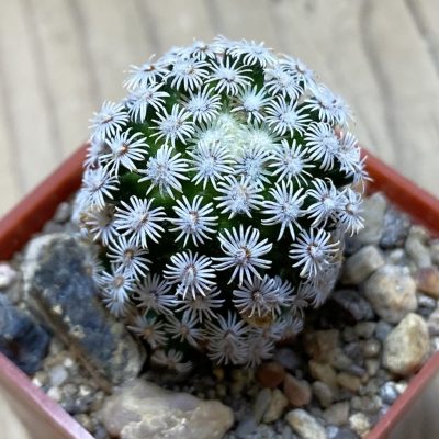 SH35350 Mammillaria hernandezii