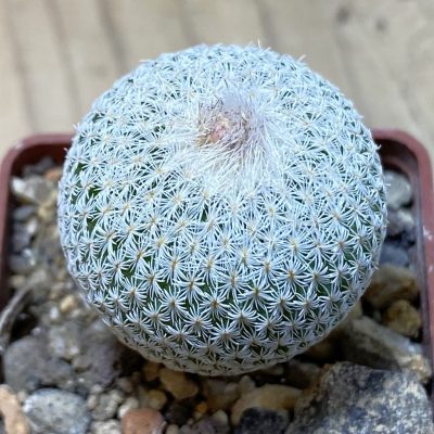 SH35351 Epithelantha neomexicana