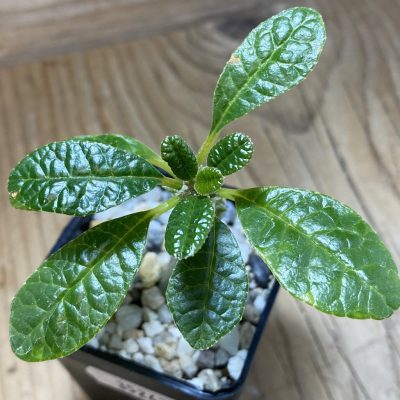 SH35242 Dorstenia gigas