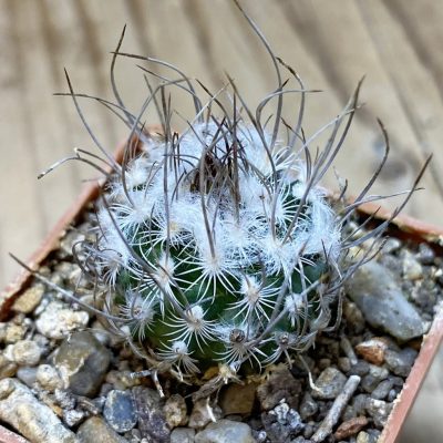 SH35353 Turbinicarpus dickisoniae