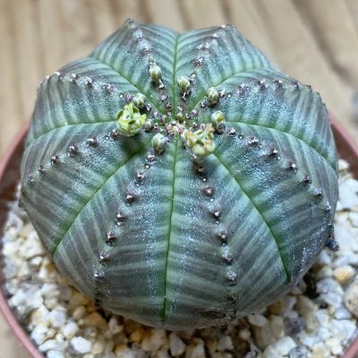 SET274 Euphorbia obesa ♀ ♂, 2 plants