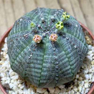 SET275 Euphorbia obesa ♀ ♂, 2 plants