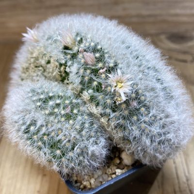SH19385 Mammillaria bocasana f. cristata