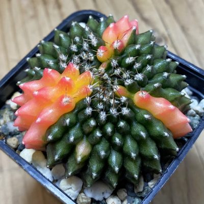 SH20967 Gymnocalycium mihanovichii ‘inermis’ f. variegata cristata