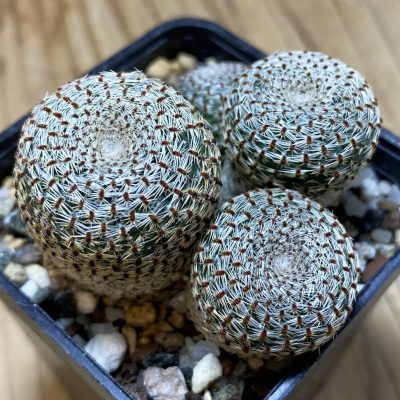 SH24045 Rebutia heliosa