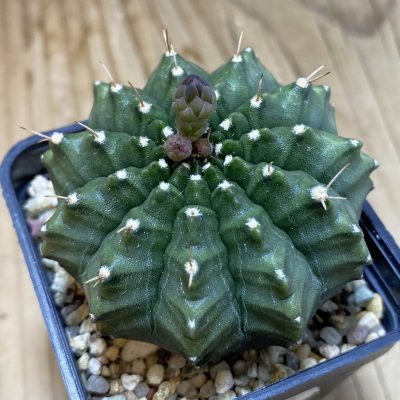 SH24763 Gymnocalycium mihanovichii ‘inermis’ ex variegata