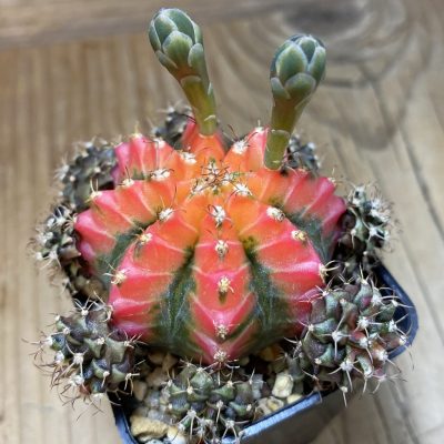 SH23469 Gymnocalycium mihanovichii ‘French Fuchsia’