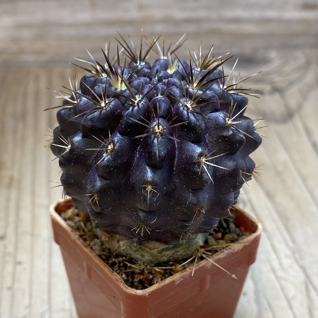SH19002 Pyrrhocactus sp. PL129, grafted - Image 2