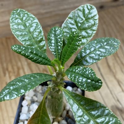 SH35243 Dorstenia gigas