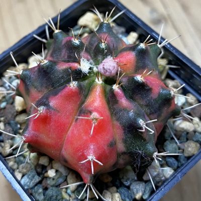 SH24126 Gymnocalycium mihanovichii 'Pearl Andaman'