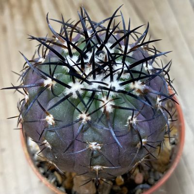 SH19128 Copiapoa calderana SL-19-24, grafted