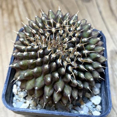 SH17977 Gymnocalycium mihanovichii ‘inermis’