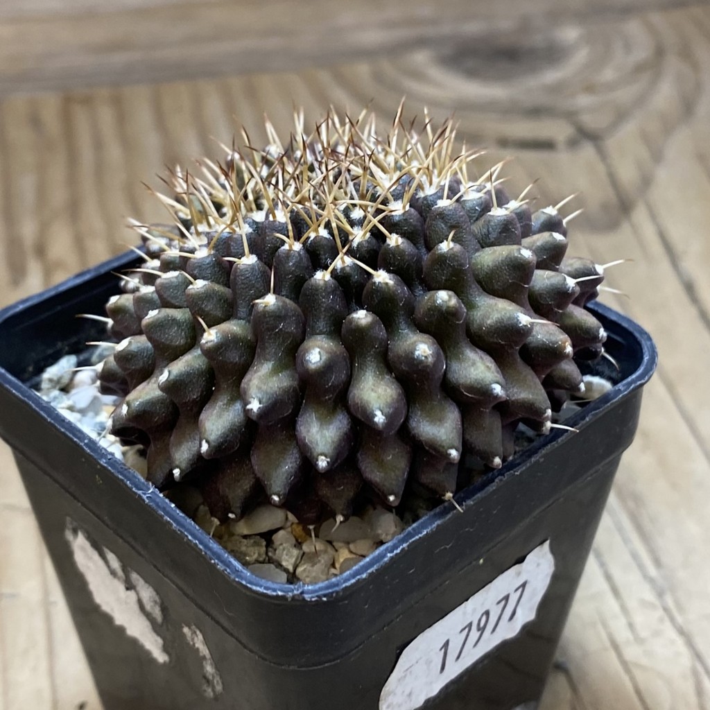 SH17977 Gymnocalycium mihanovichii ‘inermis’ - Image 2