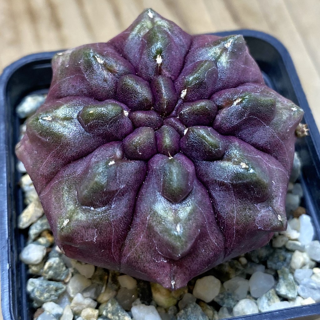 SH13389 Gymnocalycium mihanovichii ‘Day Dream’, seedling