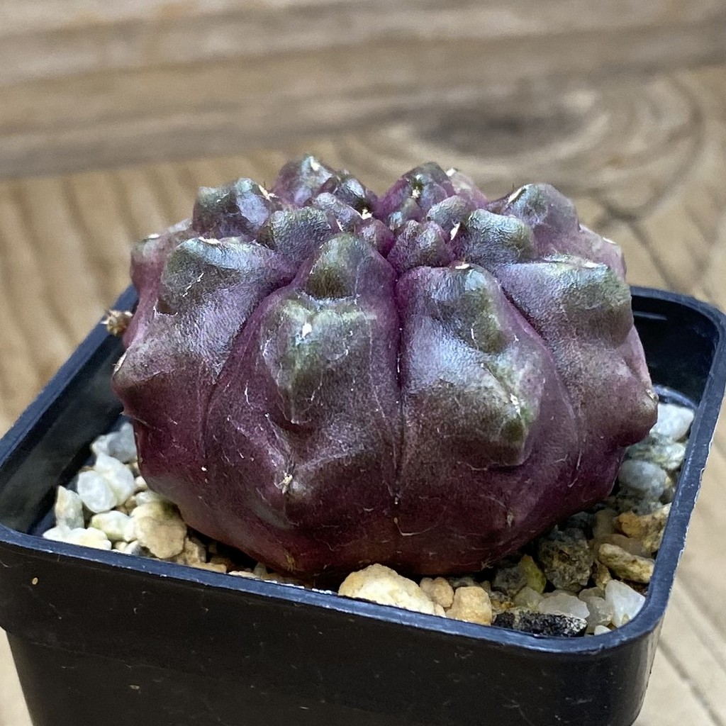 SH13389 Gymnocalycium mihanovichii ‘Day Dream’, seedling - Image 2