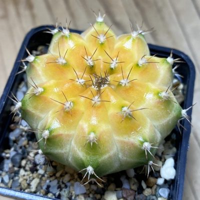 SH27158 Gymnocalycium mihanovichii ‘Neon’ hybrid