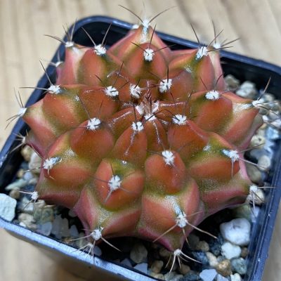 SH22503 Gymnocalycium mihanovichii ‘Neon’ hybrid